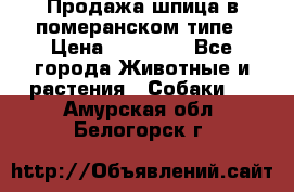 Продажа шпица в померанском типе › Цена ­ 20 000 - Все города Животные и растения » Собаки   . Амурская обл.,Белогорск г.